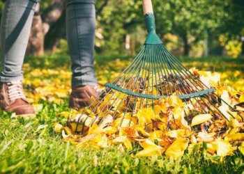 Why rake up Language Issue once more?